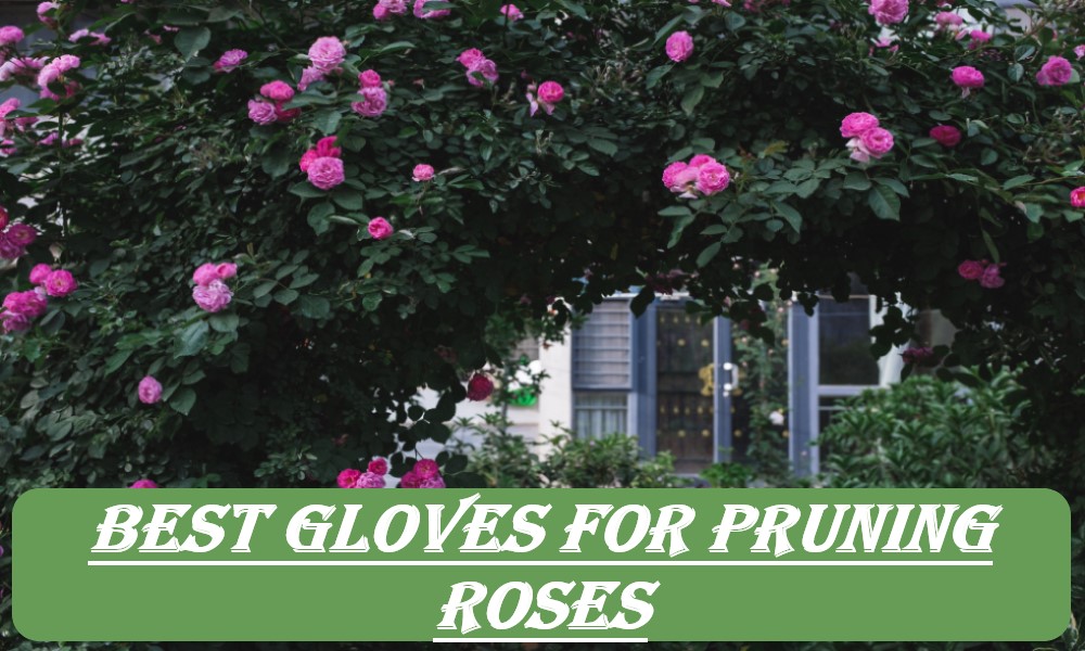 Best Gloves for Pruning Roses